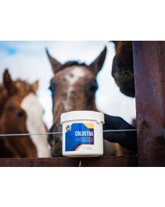 Siara zastępcza dla źrebaka Cavalor Colostra 