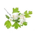 Głóg Equiherbs 500g