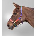 Kantar w neonowych kolorach SH/PONY 