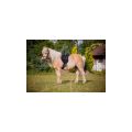 Siodło wszechstronne Pony 15" komplet Covalliero