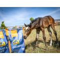 Pasza dla klaczy źrebnych i źrebaków Cavalor Probreed Mix 20 kg