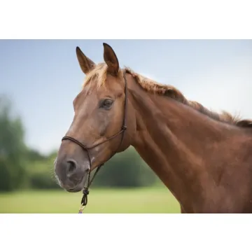 Kantar sznurkowy dla konia Norton Doux