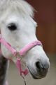 Kantar dla konia z uwiązem Lilli Starlight, różowy, Covalliero Kids