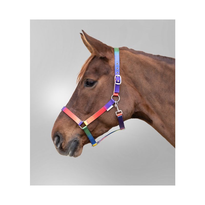 Kantar w neonowych kolorach SH/PONY 