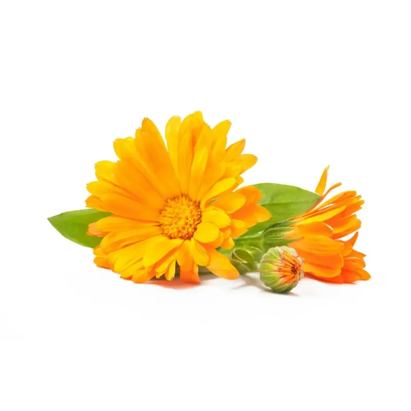 Nagietek Equiherbs 500g